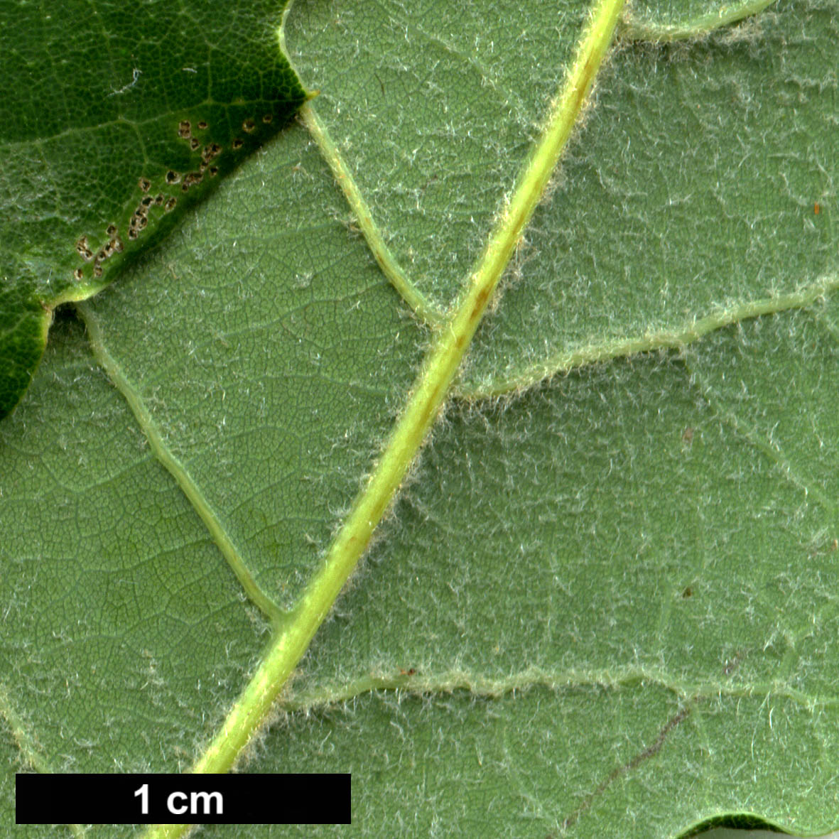 High resolution image: Family: Fagaceae - Genus: Quercus - Taxon: ×cerrioides (Q.canariensis × Q.pubescens subsp. subpyrenaica)